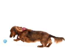 Load image into Gallery viewer, West Paw Toy - Jive