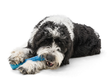 Load image into Gallery viewer, West Paw Toy - Drifty