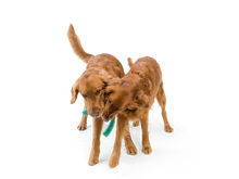 Load image into Gallery viewer, West Paw Toy - Snorkl