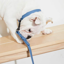 Load image into Gallery viewer, Yonder Collar - Blue