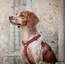 Load image into Gallery viewer, Haqihana Harness - Wine