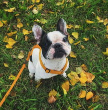 Load image into Gallery viewer, Haqihana Harness - Orange