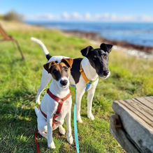 Load image into Gallery viewer, Haqihana Harness - Wine