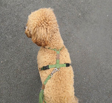 Load image into Gallery viewer, Haqihana Harness - Green