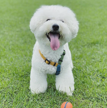 Load image into Gallery viewer, Haqihana Harness - Multicolor