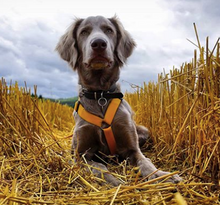 Load image into Gallery viewer, Haqihana Harness - Orange