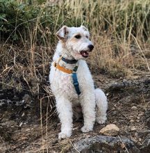 Load image into Gallery viewer, Haqihana Harness - Multicolor