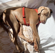 Load image into Gallery viewer, Haqihana Harness - Wine