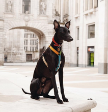 Load image into Gallery viewer, Haqihana Harness - Multicolor