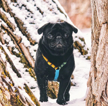 Load image into Gallery viewer, Haqihana Harness - Multicolor