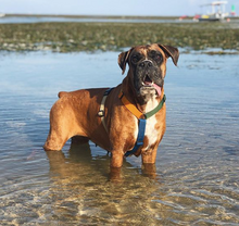 Load image into Gallery viewer, Haqihana Harness - Multicolor