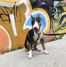 Load image into Gallery viewer, Haqihana Harness - Green