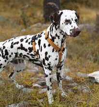 Load image into Gallery viewer, Haqihana Harness - Orange