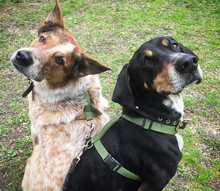 Load image into Gallery viewer, Haqihana Harness - Green