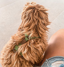 Load image into Gallery viewer, Haqihana Harness - Green