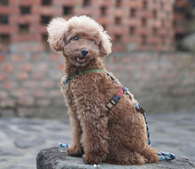 Load image into Gallery viewer, Haqihana Harness - Multicolor