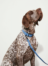 Load image into Gallery viewer, Yonder Collar - Blue