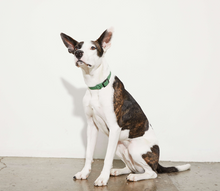 Load image into Gallery viewer, Yonder Collar - Green