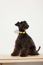 Load image into Gallery viewer, Yonder Collar - Yellow