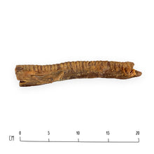 Load image into Gallery viewer, Air Dried Lamb Trachea

