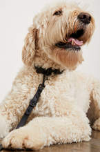 Load image into Gallery viewer, Yonder Collar - Black
