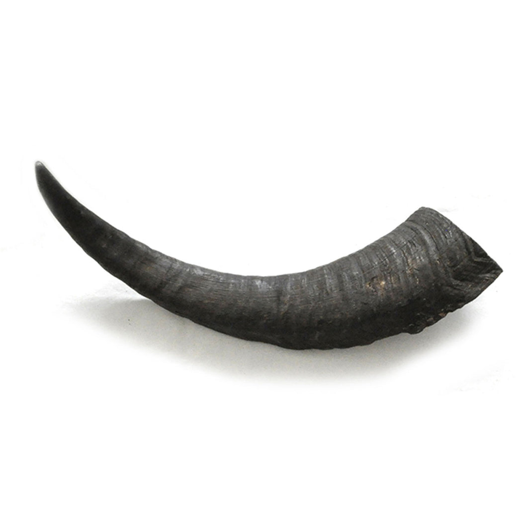 Goat Horn Chew