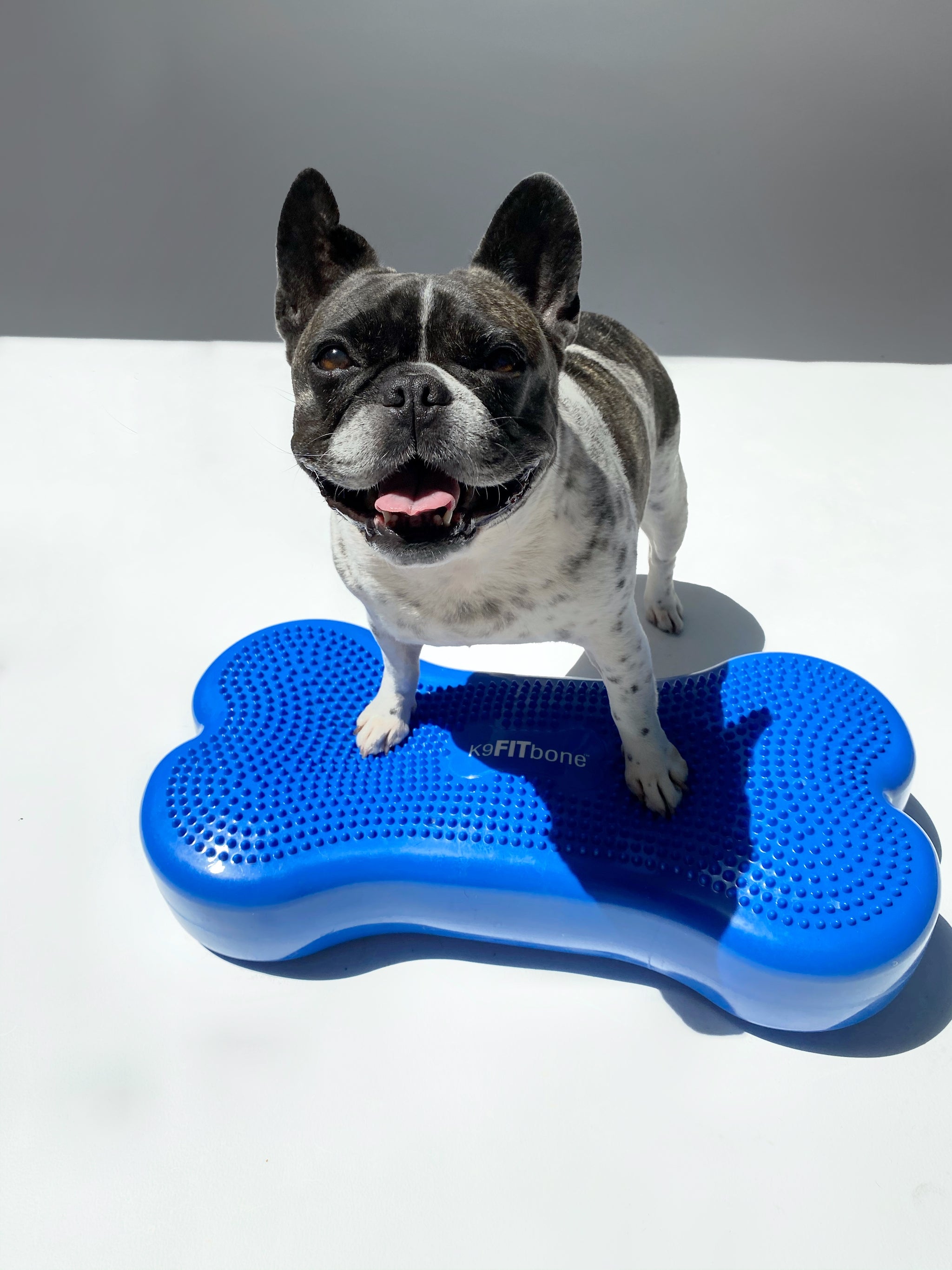 K9FITbone Training Platform – KIN DOG GOODS