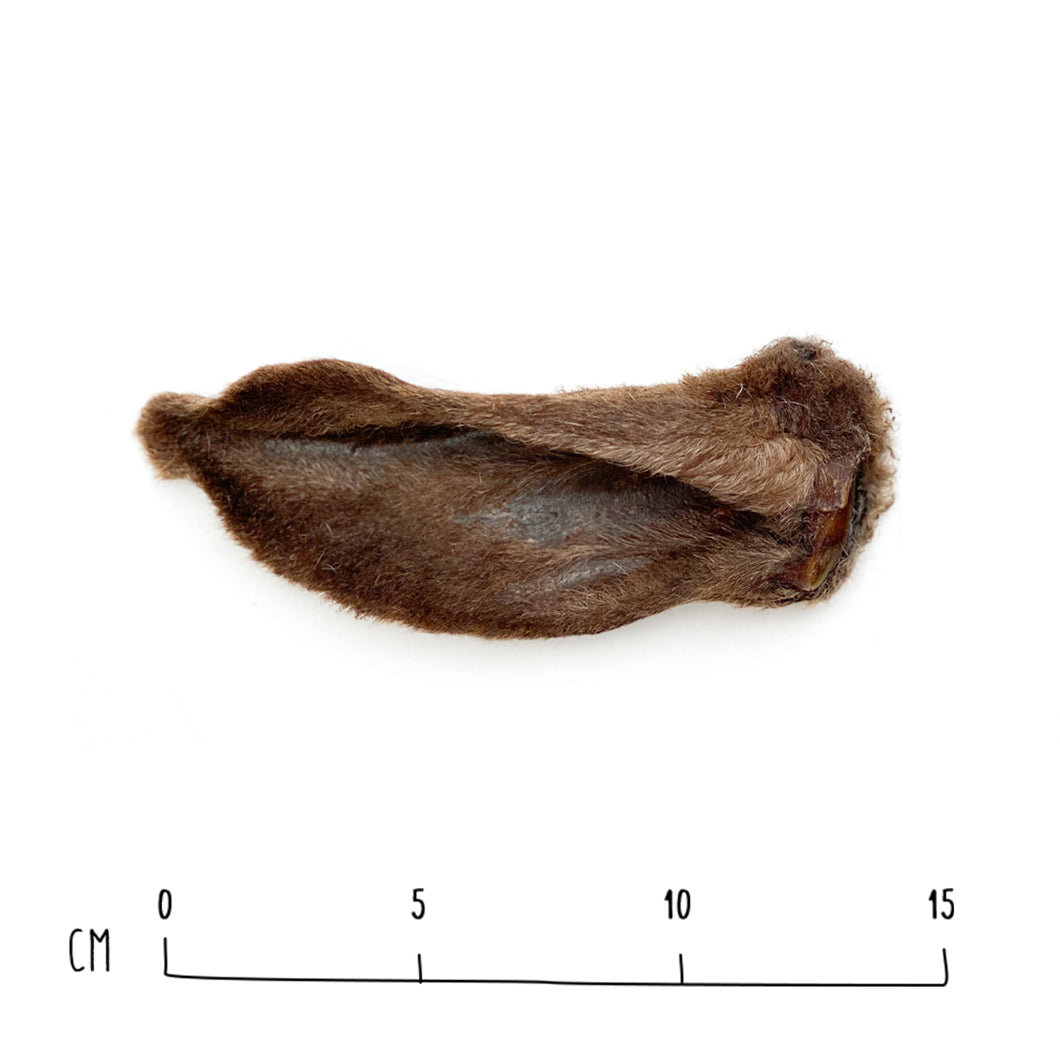 Sheep Ears