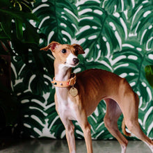 Load image into Gallery viewer, Spike Collar : Jungle
