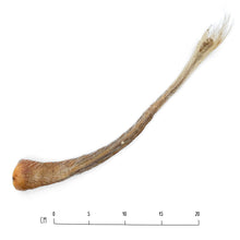 Load image into Gallery viewer, Air-Dried Pork Tail Tip
