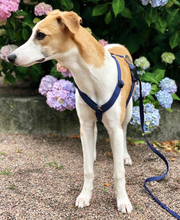 Load image into Gallery viewer, Haqihana Harness - Blue

