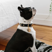 Load image into Gallery viewer, Two Tone Dog Collar : Shapes

