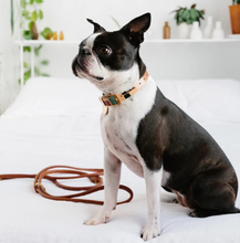 Load image into Gallery viewer, Two Tone Dog Collar : Shapes

