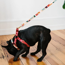 Load image into Gallery viewer, Two Tone Leash : Shapes

