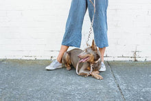 Load image into Gallery viewer, Tiggy Leash : Black
